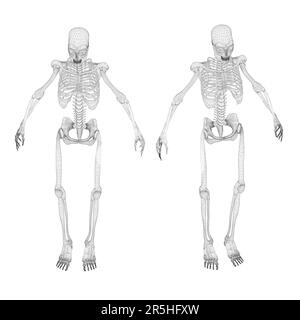 Set with human skeleton wireframe from black lines isolated on white background. Isometric view. 3D. Vector illustration. Stock Vector