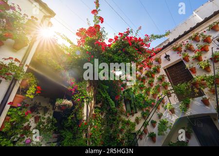 Traditional Courtyard at San Basilio - Cordoba, Andalusia, Spain Stock Photo