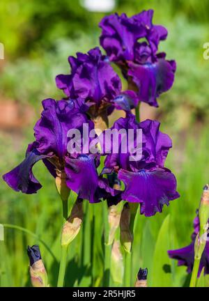 Table iris (Iris aphylla). Large flowers in shades of blue-violet. New England Botanic Garden at Tower Hill, Boylston, Massachusetts Stock Photo