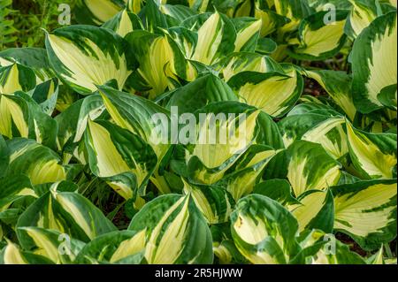 Hosta 'Remember Me'. New England Botanic Garden at Tower Hill, Boylston, Massachusetts Stock Photo