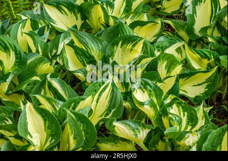 Hosta 'Remember Me'. New England Botanic Garden at Tower Hill, Boylston, Massachusetts Stock Photo