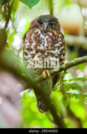 Brown hawk-owl sleeps with one eye open, Owl close-up portrait photograph. Stock Photo