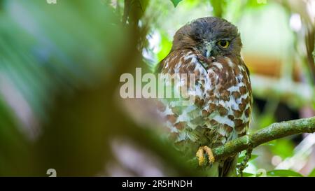 Winking brown boobook owl close-up portraiture photograph. Stock Photo