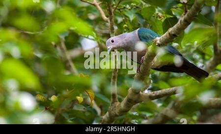 Green imperial pigeon perch on a banyan tree searching for wild fruits. Stock Photo