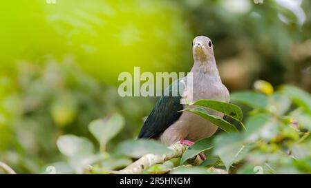 Green imperial pigeon perch on a banyan tree searching for wild fruits. Stock Photo