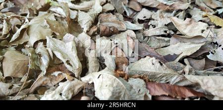 Brown leaves fall on the forest floor during autumn. Background of dry brown leafs lies  piled up on the ground. Stock Photo