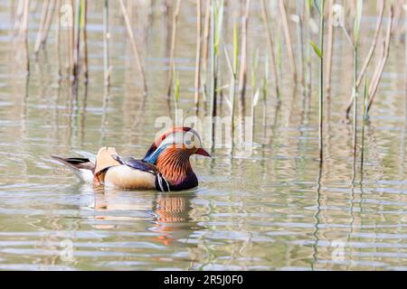 Mandarin Duck [ Aix galericulata ] on water with partial reflection Stock Photo