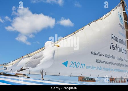 Möwe sitzend auf dem Schiff des Fischverkäufers, Hafen Wismar, Mecklenburg-Vorpommern, Ostsee, Deutschland, Europa