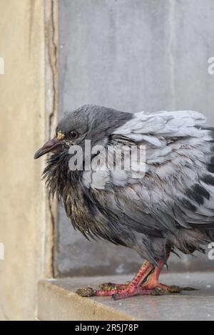 A closed up picture of Grey Pigeon on the ground with a messy feathers. Stock Photo