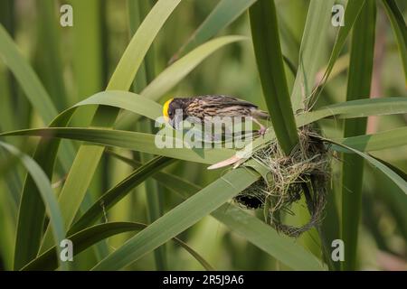 Male streaked weaver bird building new nest in Bangladesh. Stock Photo