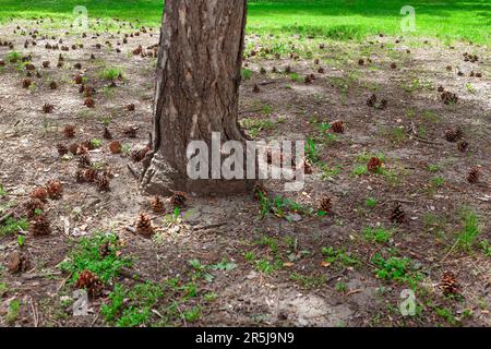 Pine trunk and cones on the ground . Conifer Cones on the land Stock Photo