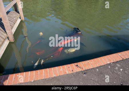 Abandoned scooter in St George Park lake Stock Photo