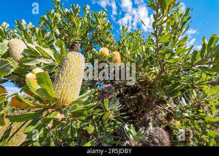 Old Man Banksia or Banksia serrata tree in the Royal National Park, a bird attracting Australian native plant flowers bright yellow then fades to grey Stock Photo