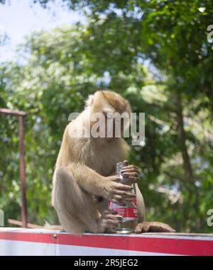 Brown long tail monkey looking at an empty bottle after drinking water Stock Photo