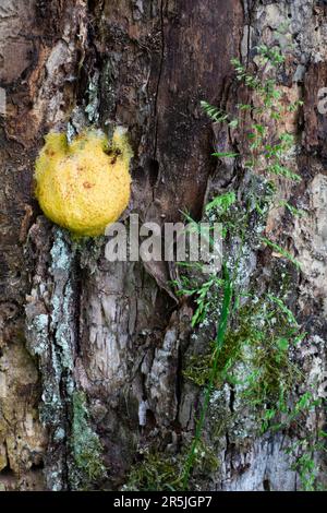 fuligo septical slime mould mold growing on dead tree stump zala county hungary Stock Photo