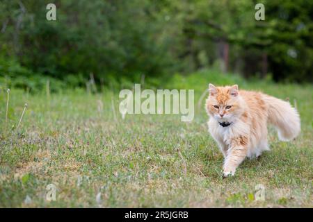 orange-red cat with a white collar walks in a green meadow with blooming dandelions and green trees in the background on a warm summer day. Stock Photo