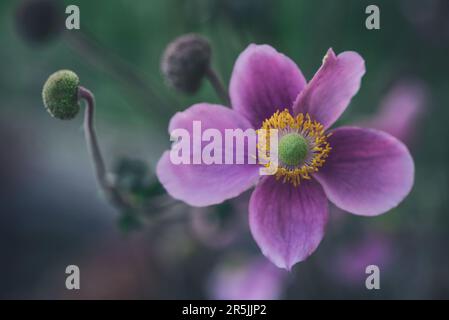 Pink Japanese Anemone flower or Windflower macro Stock Photo