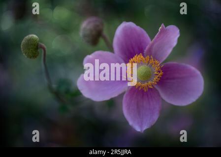 Dreamy pink Japanese Anemone flower or Windflower macro on blurred background Stock Photo
