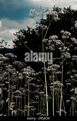 Valerian plants Stock Photo
