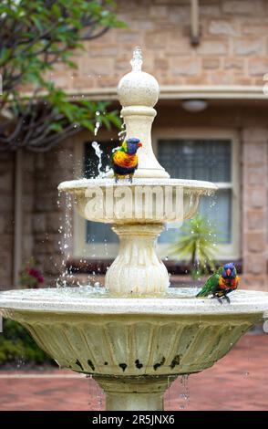 Rainbow Lorikeets washing themselves in a bird bath Stock Photo