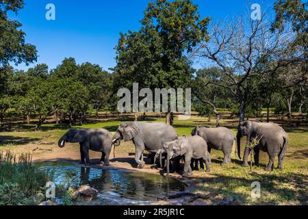 Elephants visiting the bar with fireplace at Thawale Tented Lodge in Majete National Park, Malawi Stock Photo