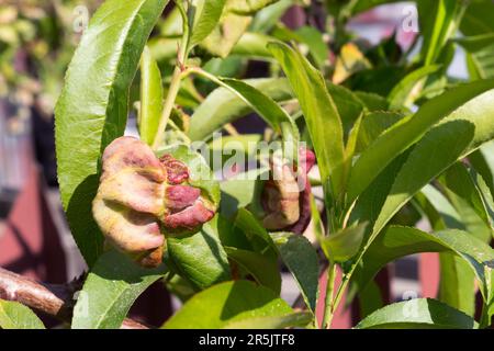 Leaf curl on a peach tree branch. Fungal disease of fruit trees Taphrina deformans. Gardening. Stock Photo