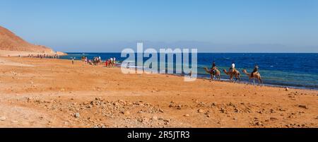 Desert coast of Red Sea in Dahab, Sinai, Egypt. Camels and summer hot Stock Photo