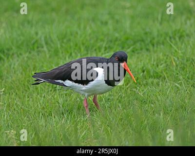 Eurasian oystercatcher in Summer plumage standing Stock Photo