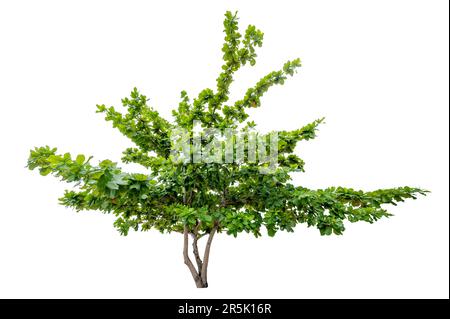 Isolated  trees on white background Stock Photo