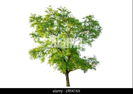 Isolated  trees on white background Stock Photo