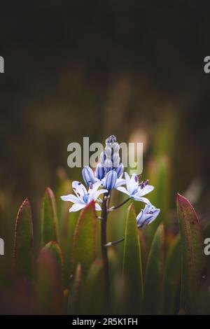 Beautiful purple-blue two-leaf squill in Portuguese forests near the Atlantic Ocean. The joy of pleasant temperatures. Close-up of Scilla bifolia. Stock Photo