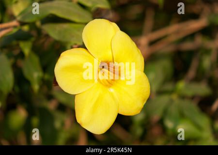 Captivating close-up image of a vibrant yellow flower with five petals, from the Golden Trumpet Vine (Allamandra cathartica), capturing its natural be Stock Photo
