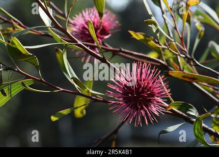 Back lit red pink spiked globular flowers of the Western Australian native Pin Cushion Hakea, Hakea laurina, family Proteaceae Stock Photo