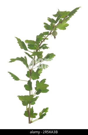 Gooseberries with mildew on twig isolated on white background Stock Photo
