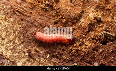 Ant beetle, Thanasimus formicarius larva on coniferous wood Stock Photo