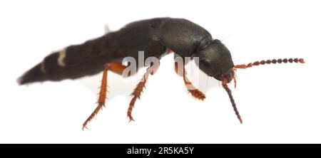 Platydracus fulvipes isolated on white background. This beetle is a predator Stock Photo