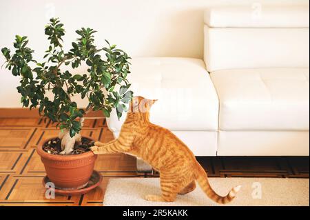 Ginger cat playing with home plant in living room Stock Photo