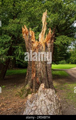 Remains of large tree split by stormy winds with trunk lying on the ground Stock Photo