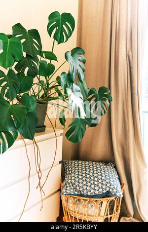 Interior design, Monstera plant growing in pot next to window Stock Photo -  Alamy