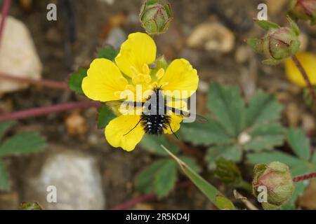 Natural closeup on the small black and whote bombylid bee fly, Bombylella atra on a yellow buttercup flower Stock Photo
