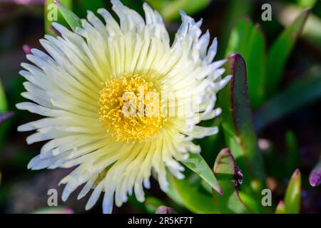 Yellow ice plant flower (lat. carpobrotus edulis), Corsica Stock Photo