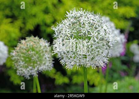 Allium 'Mont Blanc' in flower. Stock Photo
