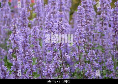 Purple spikes of cat mint in flower. Stock Photo