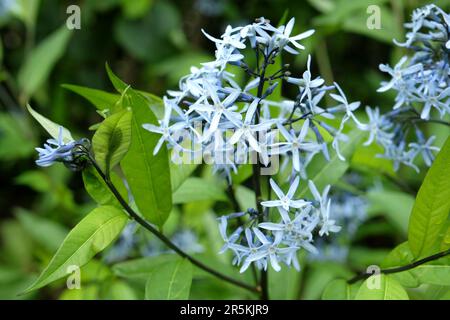 Amsonia orientalis, also known as Blue Star, in flower. Stock Photo