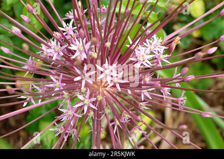 Allium cristophii, the Persian onion or star of Persia in flower. Stock Photo