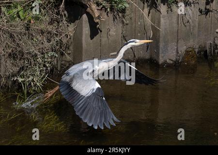 Grey heron in flight Stock Photo