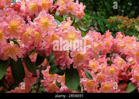 Rhododendron 'Bach Choir' in flower. Stock Photo