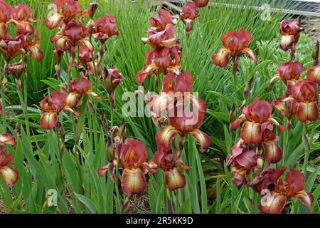 Bearded Iris Kent Pride' in flower. Stock Photo