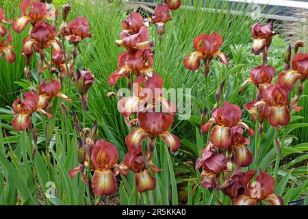Bearded Iris Kent Pride' in flower. Stock Photo