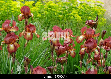 Bearded Iris Kent Pride' in flower. Stock Photo